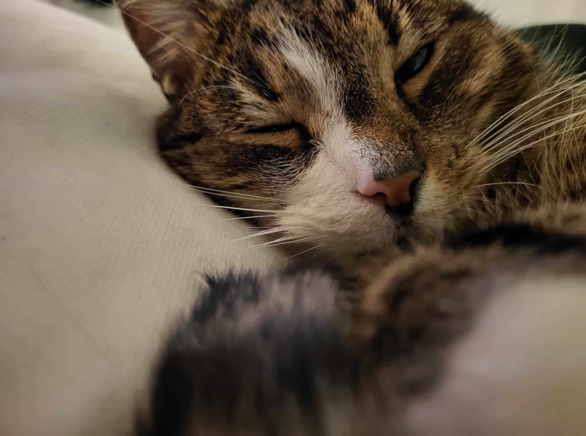 Twój kot jest chory