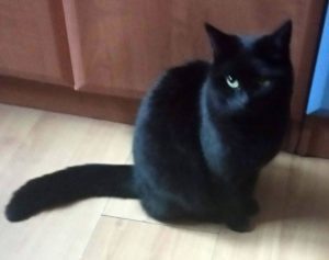 koty okazują uczucia - Reszka