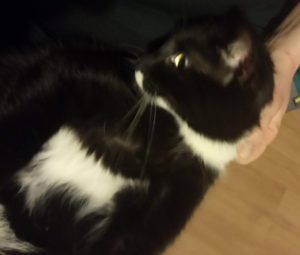 koty okazują uczucia - Lucky