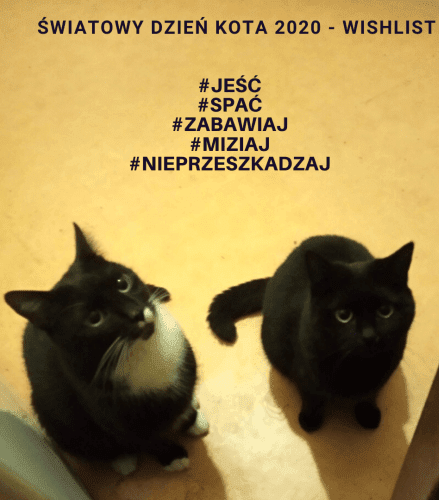 Światowy Dzień Kota 2020