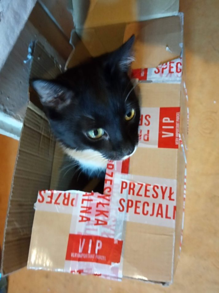 kot w kartonie