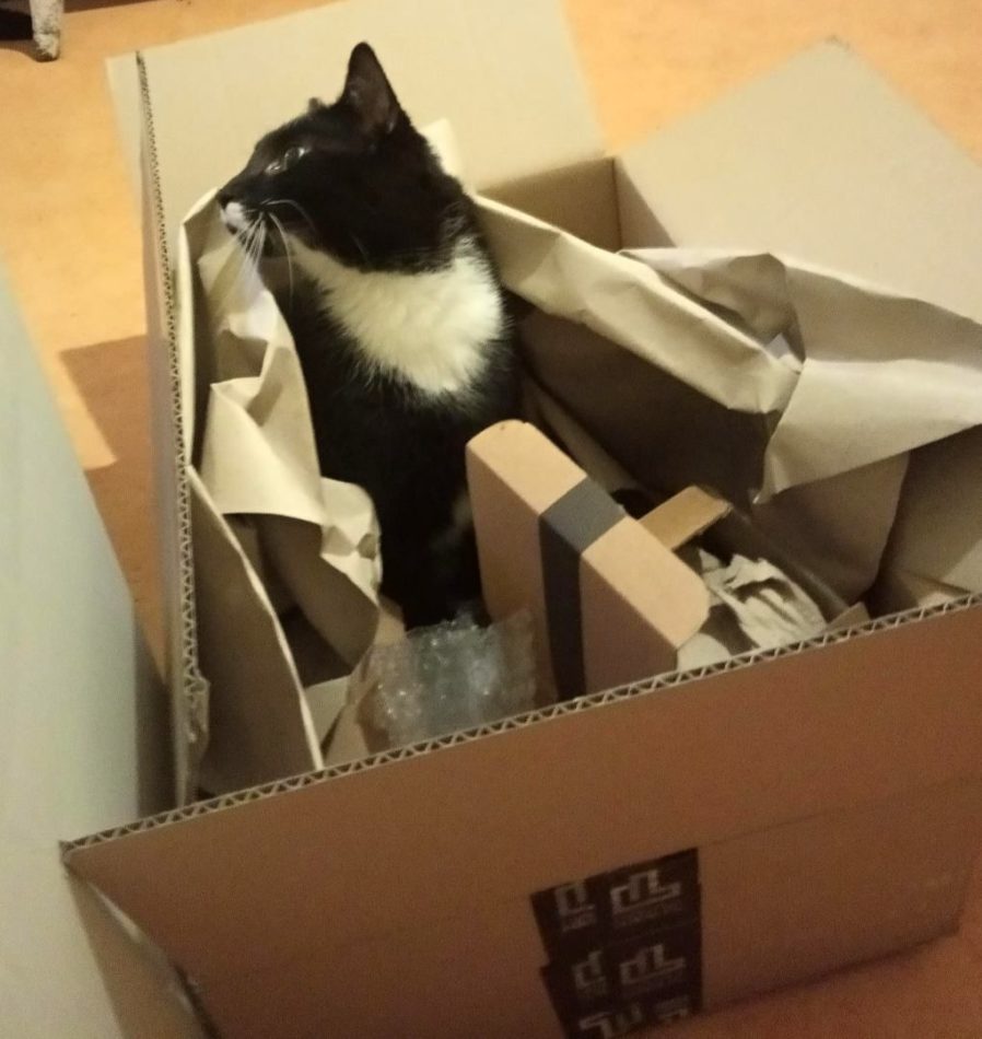 kot w kartonie