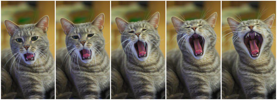 ankieta kocia kołyska