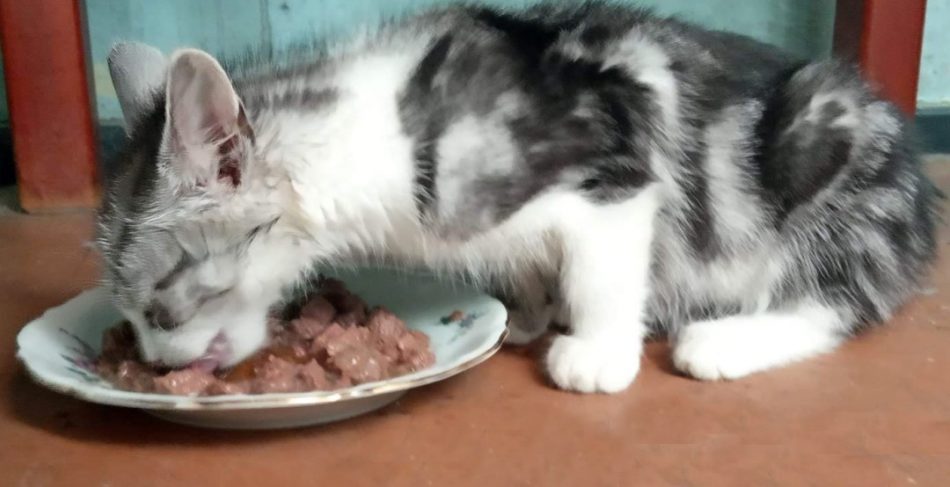 domowe jedzenie szkodliwe dla kota