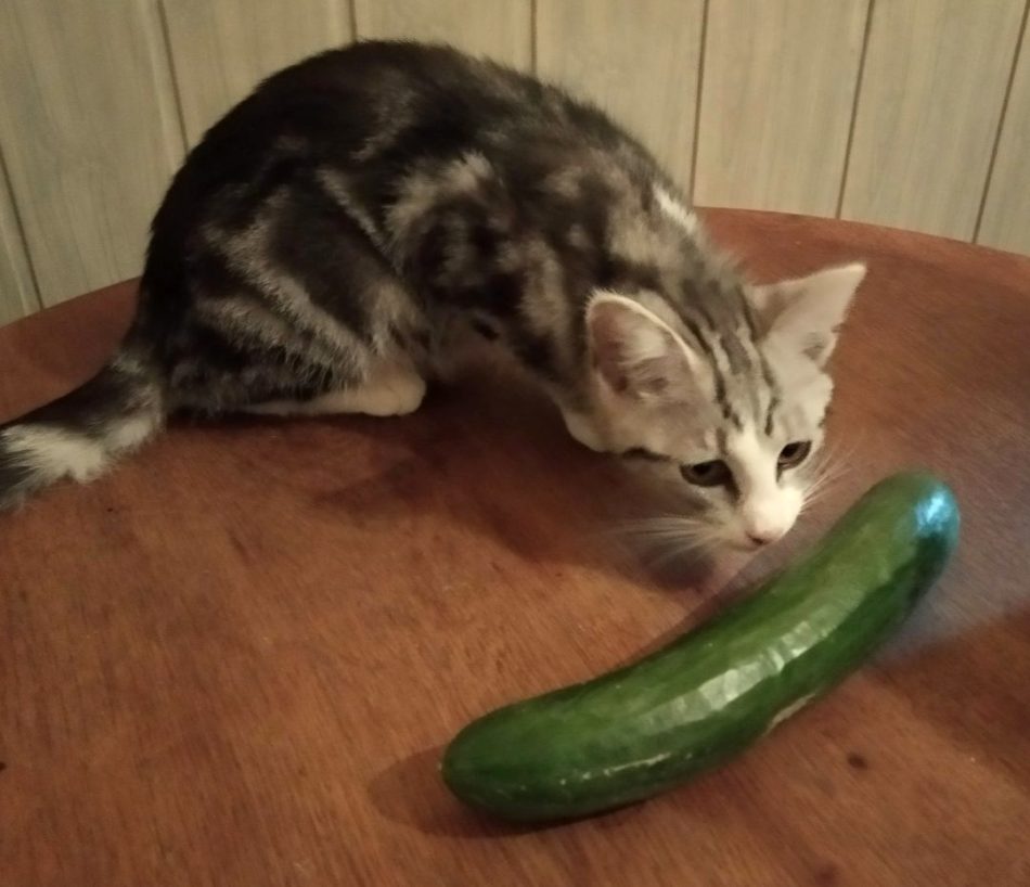 Czy koty boją się ogórków? Tajemnica strachu naszych futrzastych przyjaciół! 1 kot weganin i ogórek