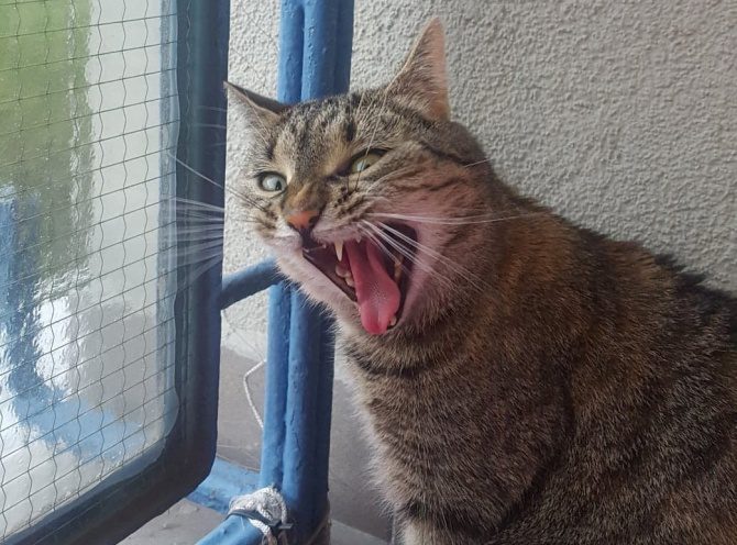 twój kot dziwnie się zachowuje