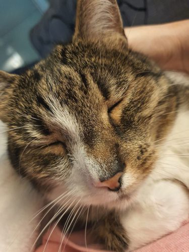 koty mrugają do ludzi