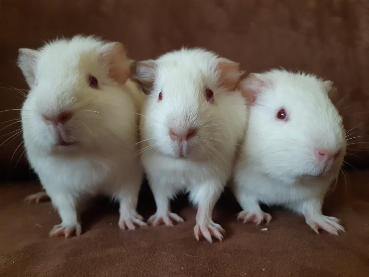 Drugie życie zwierząt laboratoryjnych