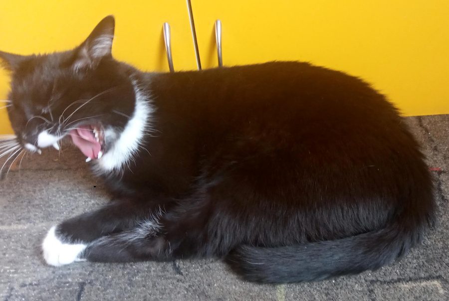 czy trzeba myć zęby kota?