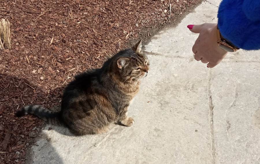 Dzień Zwierząt Bezdomnych 2021