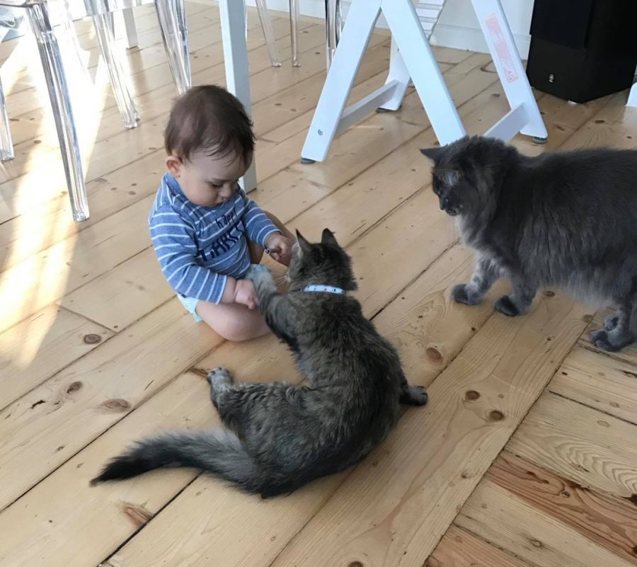 National Pet Day 2021 Święto Zwierząt Domowych