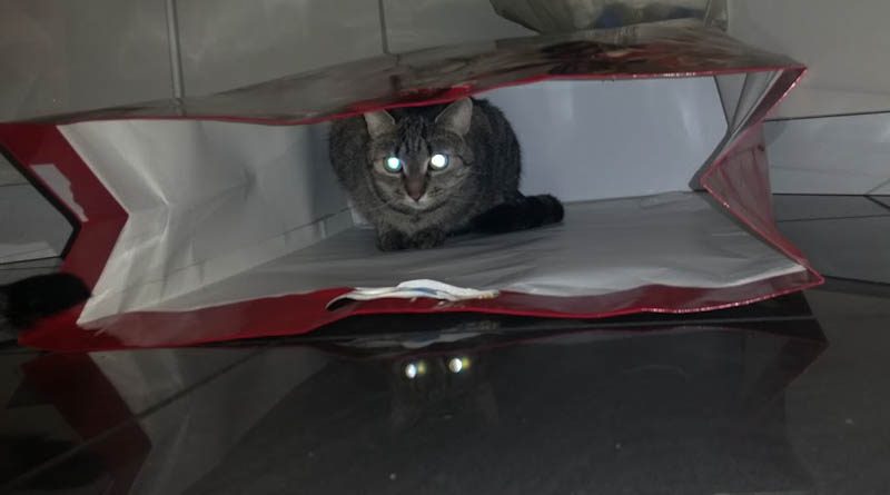 dlaczego koty się ukrywają