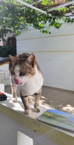 kreteńskie koty hotelowe