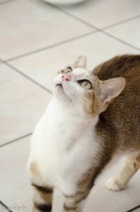 koty rządzą na krecie