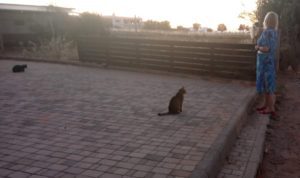 koty rządzą na krecie