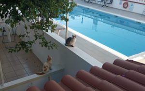 kreteńskie koty hotelowe