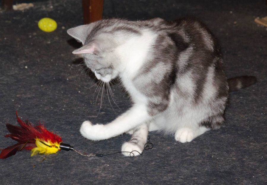 destrukcyjne zachowanie kotów. wędka