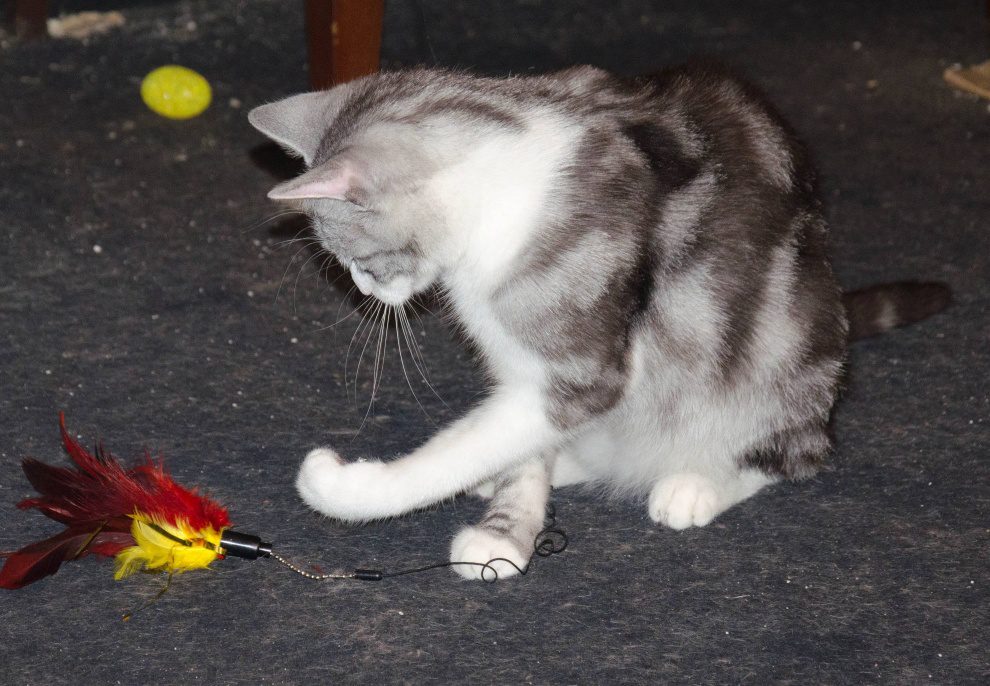 destrukcyjne zachowanie kotów. wędka