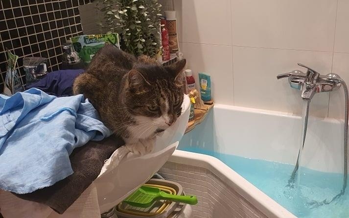 kot w łazience kot i łazienka kot lazienka
