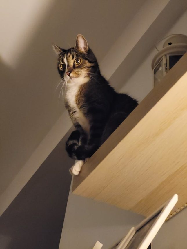 dlaczego koty zrzucają rzeczy