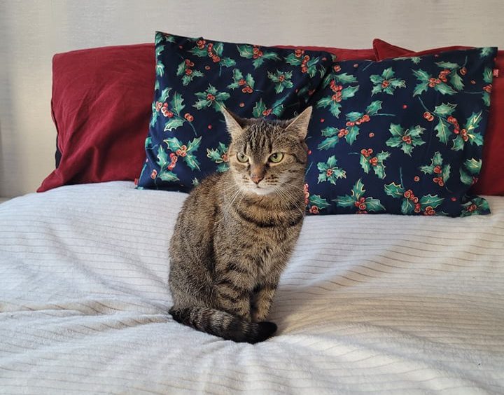 Kot domowy udomowił się sam? W odróżnieniu od psów kot domowy ludwisia