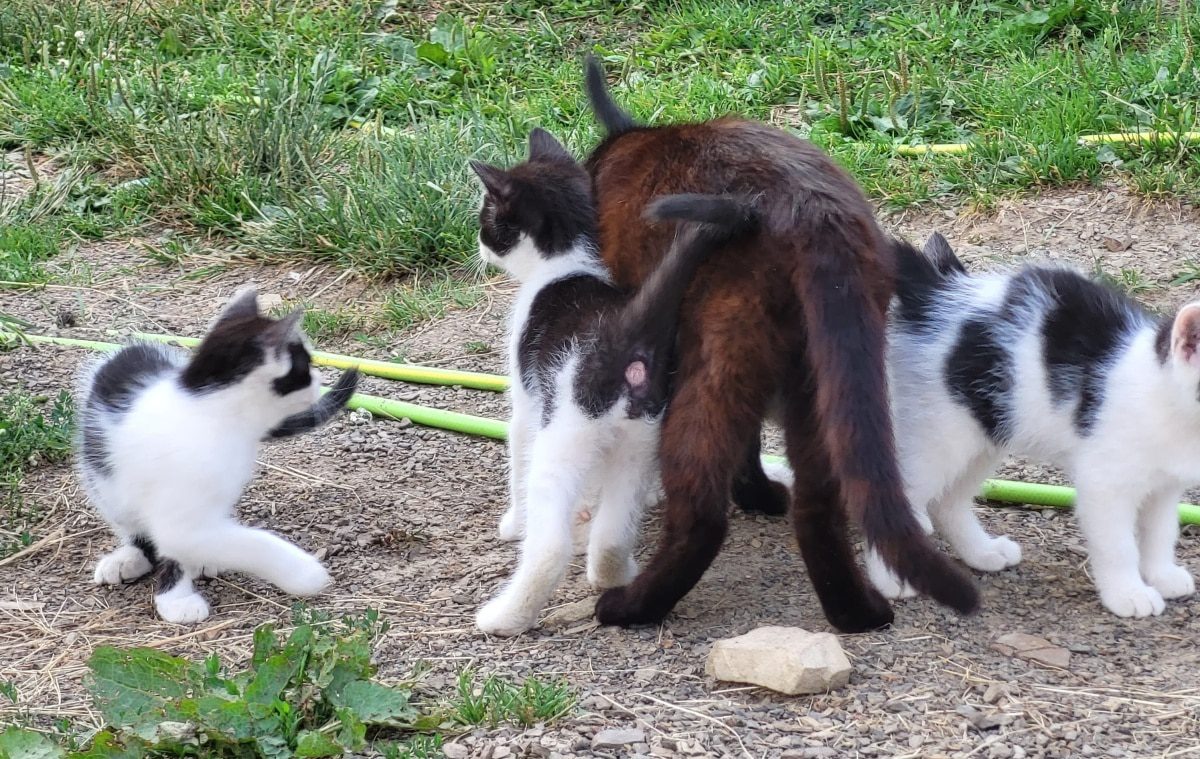 koty latem na trawie