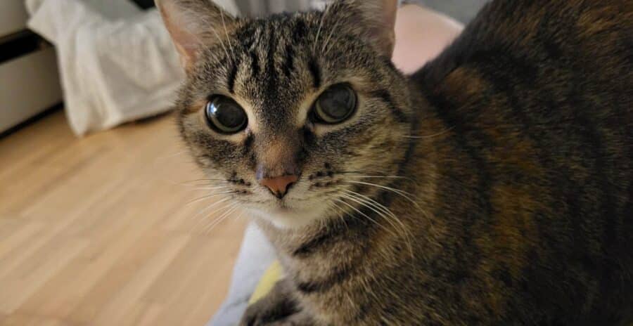 50 niesamowitych faktów na temat kotów dla miłośników kotów 8 kotka odpoczywa