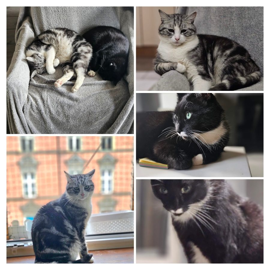 kocia kołyska lucky i pepe