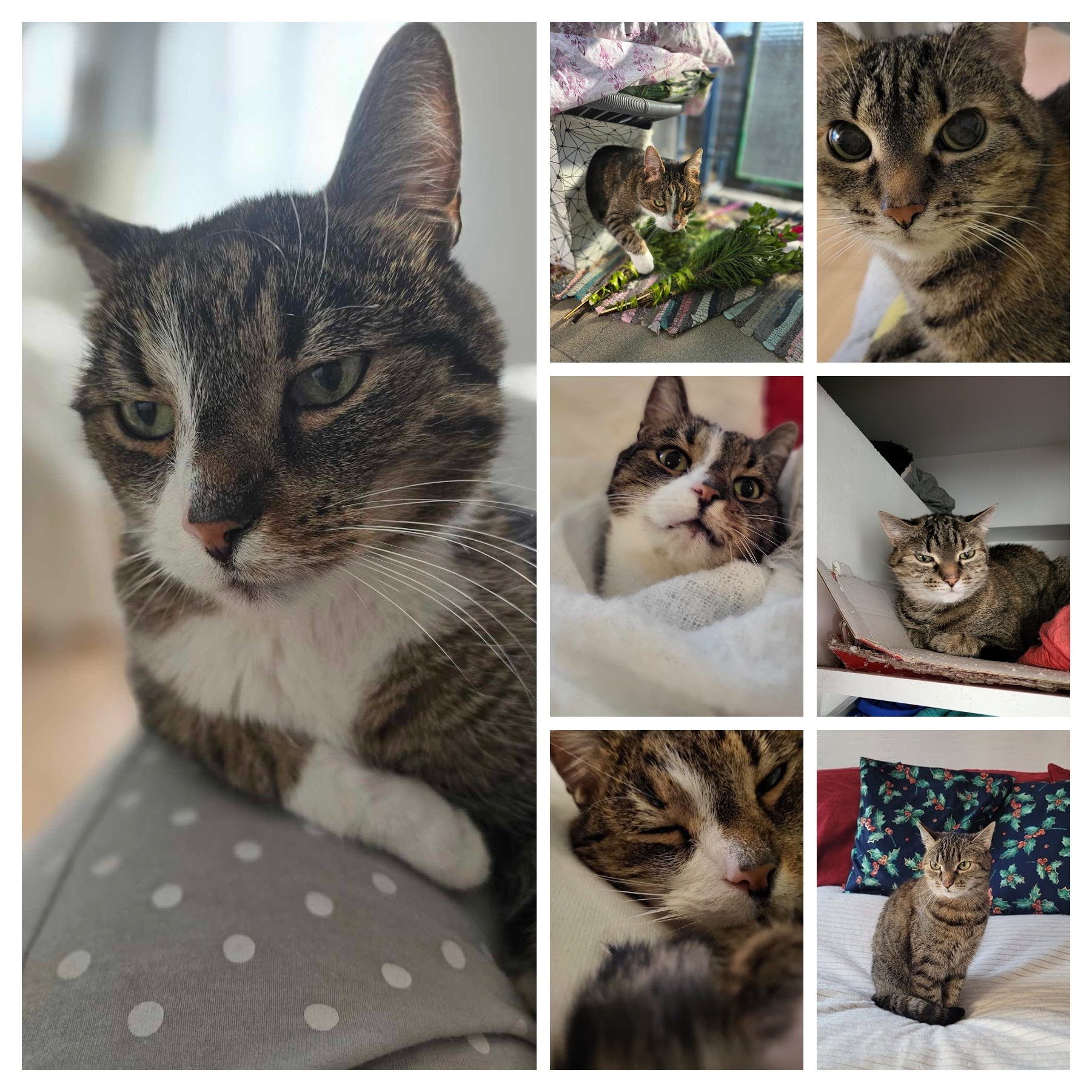 ekipa kocia kołyska 3