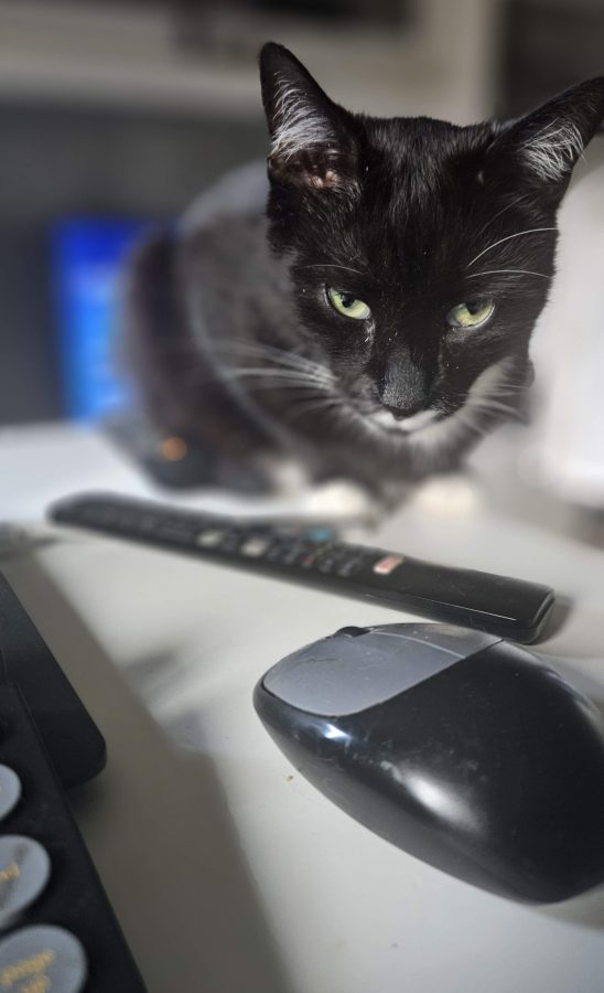 czarny kot biurko pilot