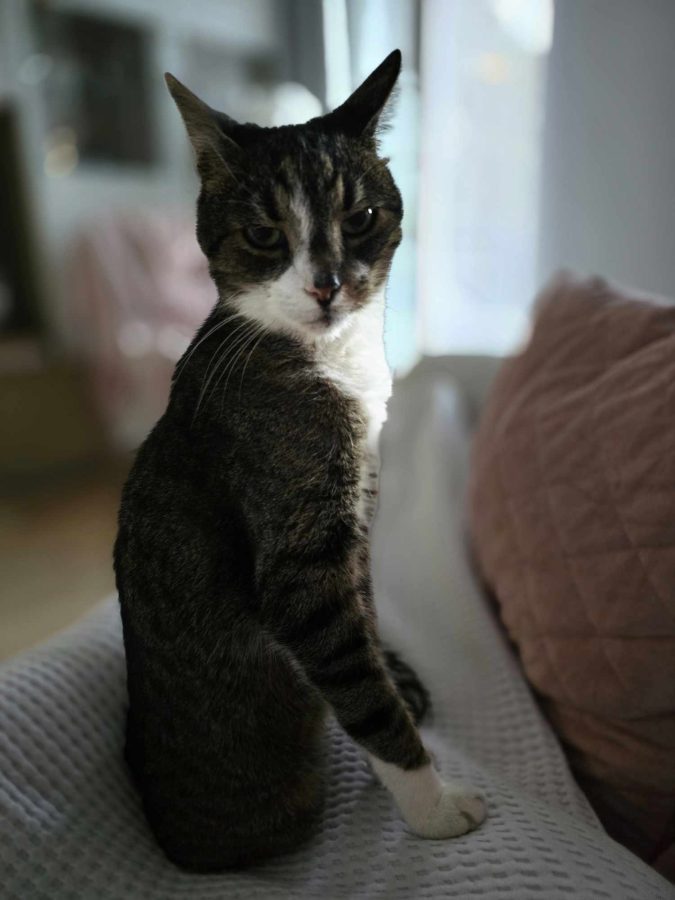 15 mitów na temat kotów