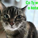 15 powszechnych mitów na temat kotów, które trzeba obalić. I je obalamy! kotki
