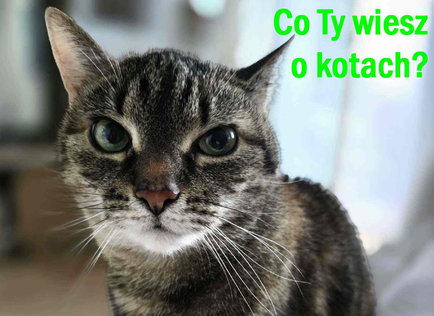 mitów na temat kotów 1