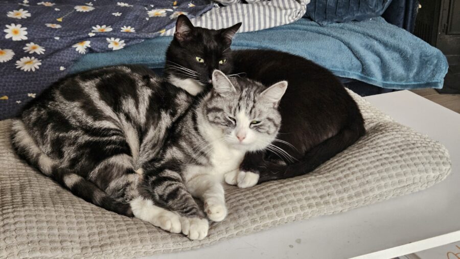 Kiedy koty unikają kuwety