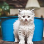 Dlaczego koty unikają kuwety? Rozwiązujemy zagadkę krok po kroku a-photo-of-a-white-kitten-standing-in-front-of-a-b-0uNnmetkRA6CkOmmIdzKAQ-xVfgt7aGTYKPe8-L-6KPHQ