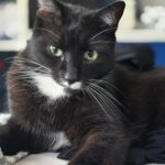 czarny kot lakuś