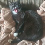 Tego koty nie lubią. 11 rzeczy, których lepiej unikać 20210913_174029