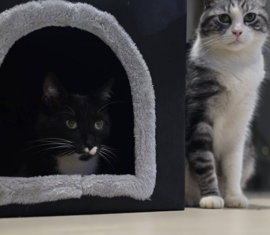 koty nie lubią samotności