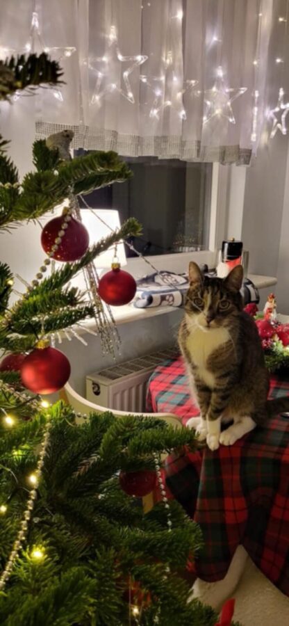 Kot i Boże Narodzenie