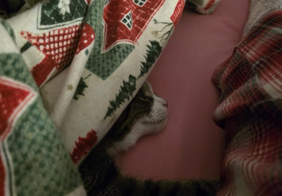 Koty nie lubią, kiedy przerywa im się drzemkę