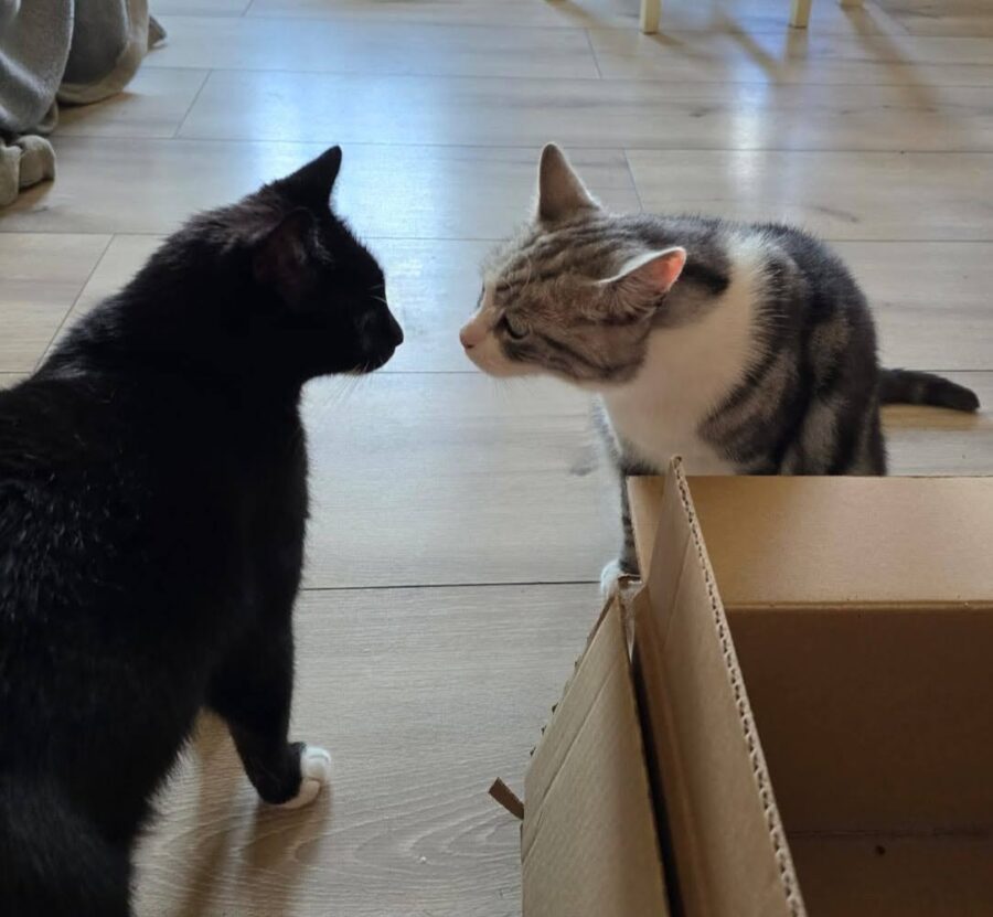 koty się biją