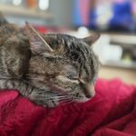 Dobroczynny wpływ kota na ludzką psychikę jak sprawić, kot czuł się bezpiecznie - śpiący kot