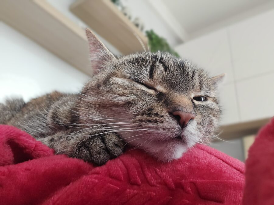 wpływ kota na psychikę