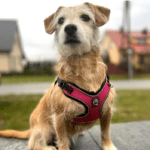 Najczęstsze błędy przy wyborze szelek dla psa – uniknij tych pułapek! szelki-dla-psa_wp