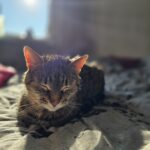 Zdjęcie WhatsApp 2025-03-22 o 08.00.50_81b9f3f1