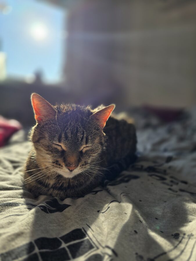 wystawa kotów rasowy 2