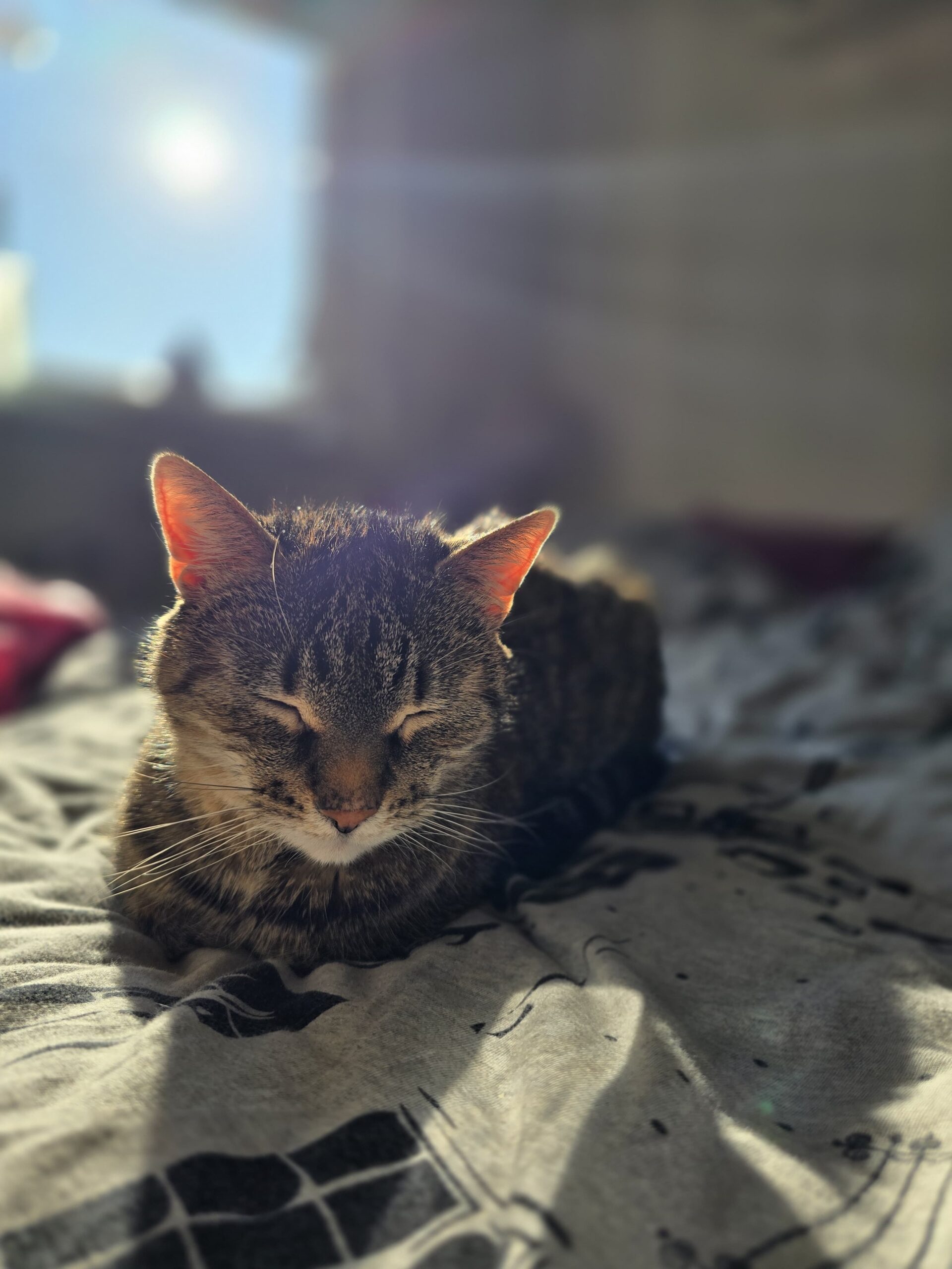 Co koty robią w maju 1