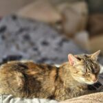 Jak sprawić, by kot czuł się bezpiecznie? 10 sprawdzonych porad Zdjęcie WhatsApp 2025-03-22 o 08.13.40_48439a40