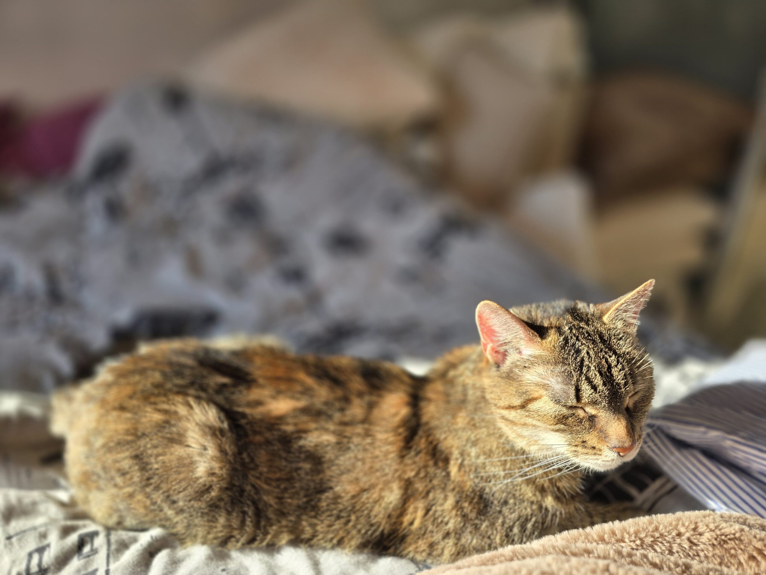 kot czuł się bezpiecznie 1