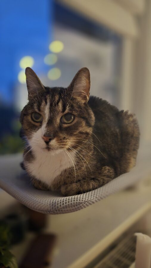 co koty robią w maju?